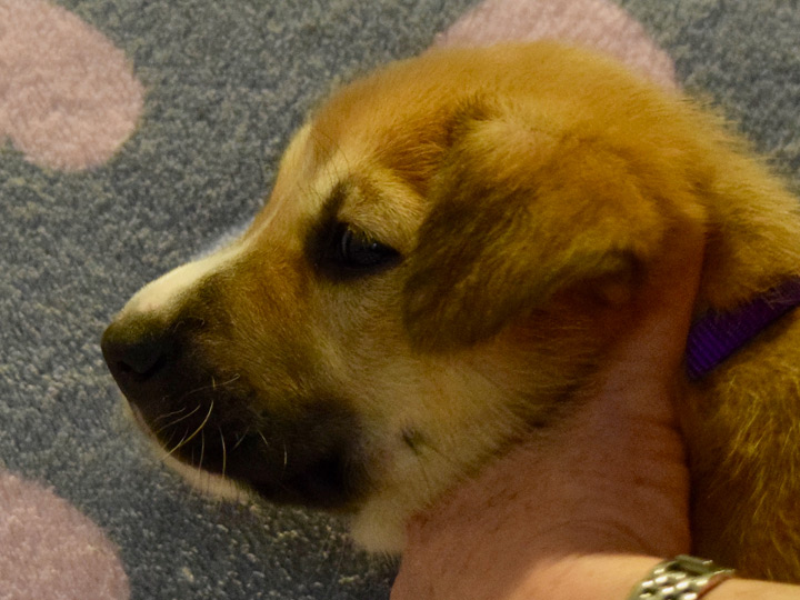 chinook puppy